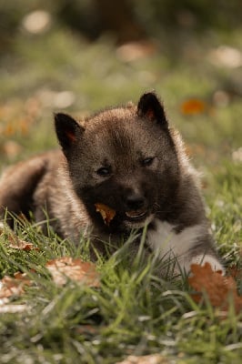 Les chiots de Siberian Husky