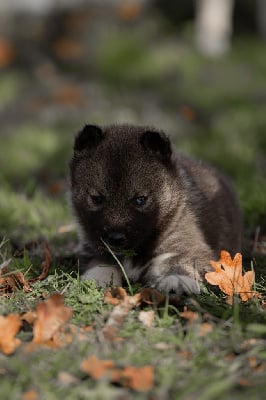 Les chiots de Siberian Husky