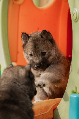 Les chiots de Siberian Husky