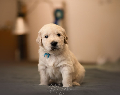 Les chiots de Golden Retriever