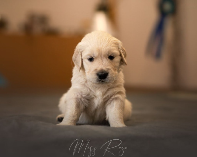 Les chiots de Golden Retriever