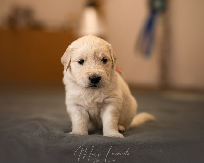 Les chiots de Golden Retriever