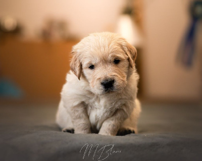 Les chiots de Golden Retriever