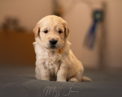 Les chiots de Golden Retriever