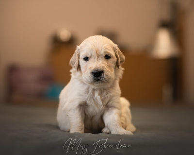 Les chiots de Golden Retriever