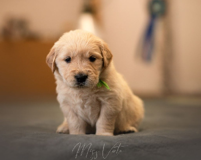 Les chiots de Golden Retriever