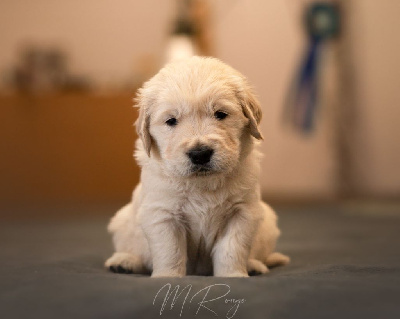 Les chiots de Golden Retriever