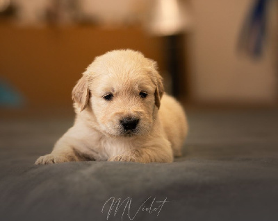 Les chiots de Golden Retriever