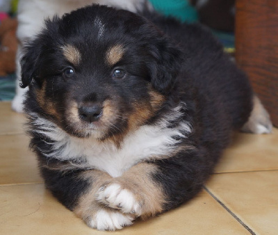 Les chiots de Berger Américain Miniature 