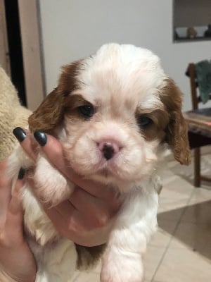 Les chiots de Cavalier King Charles Spaniel