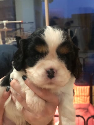 Les chiots de Cavalier King Charles Spaniel