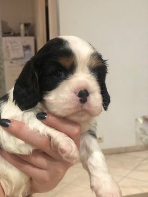 Les chiots de Cavalier King Charles Spaniel