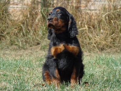 Mâle collier bordeaux - Setter Gordon