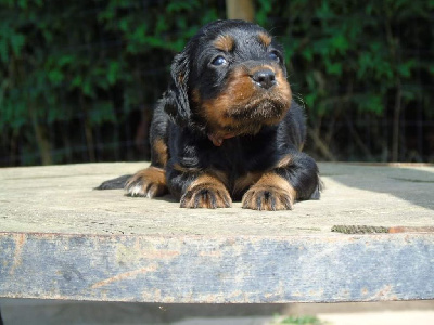 Les chiots de Setter Gordon