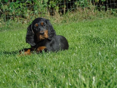 Les chiots de Setter Gordon