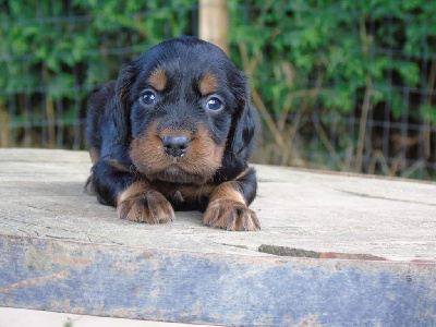 Les chiots de Setter Gordon