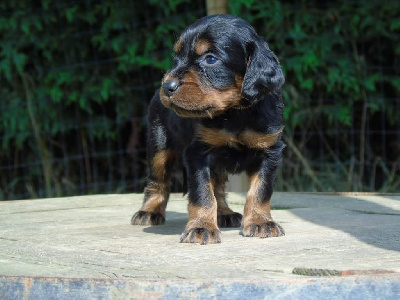 Les chiots de Setter Gordon