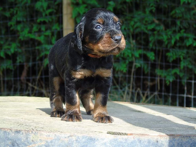 Les chiots de Setter Gordon