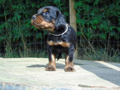 Les chiots de Setter Gordon