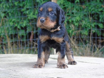 Les chiots de Setter Gordon