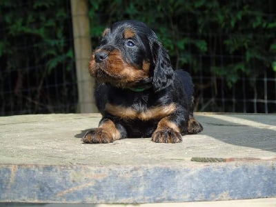 Les chiots de Setter Gordon