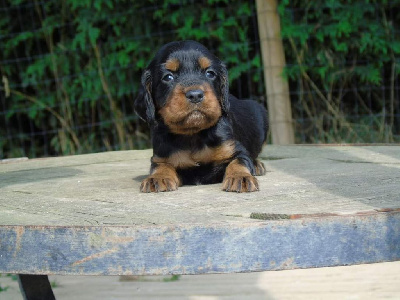 Les chiots de Setter Gordon