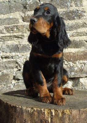 Monsieur gris moucheté - Setter Gordon