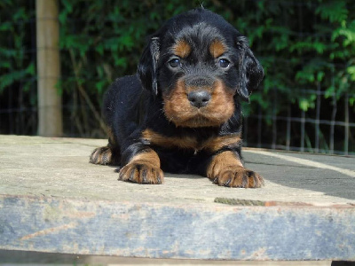 Les chiots de Setter Gordon