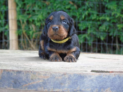 Les chiots de Setter Gordon