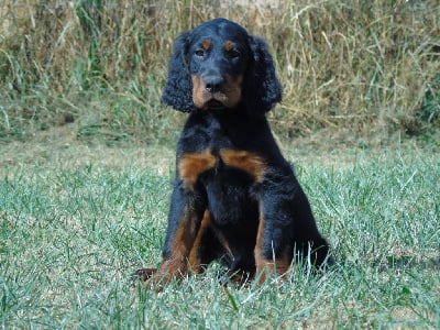 Les chiots de Setter Gordon