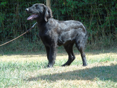 Les chiots de Flat Coated Retriever