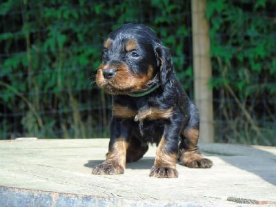 Les chiots de Setter Gordon