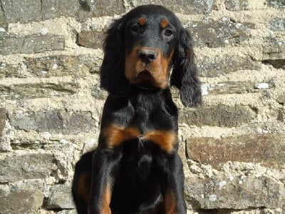 Monsieur bleu - Setter Gordon