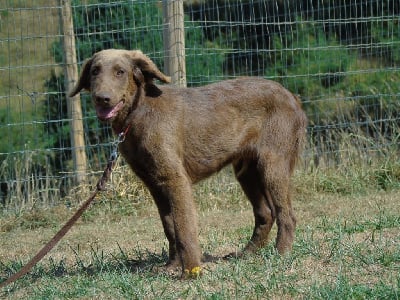 Les chiots de Flat Coated Retriever