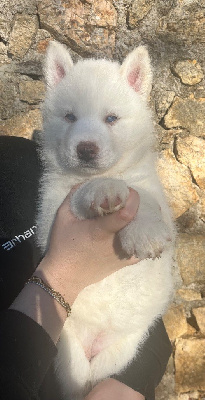 Les chiots de Siberian Husky