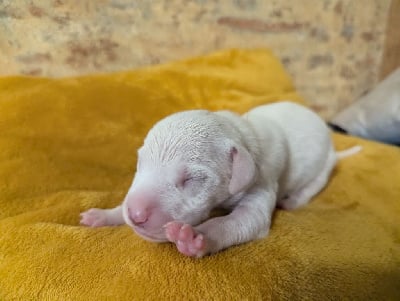 Les chiots de Dalmatien