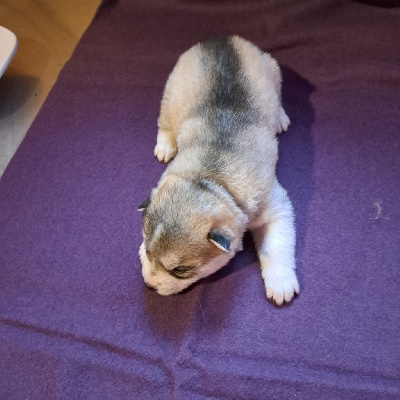 Les chiots de Siberian Husky