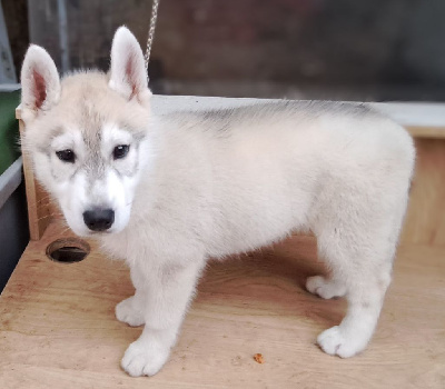 Les chiots de Siberian Husky