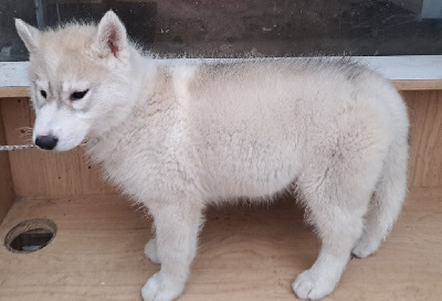 Les chiots de Siberian Husky