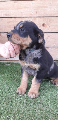 Les chiots de Berger de Beauce