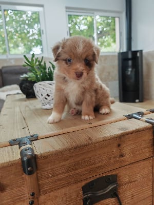 Les chiots de Berger Américain Miniature 