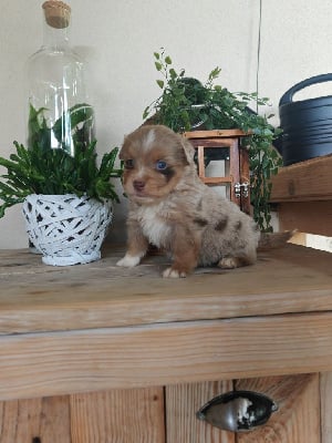 Les chiots de Berger Américain Miniature 