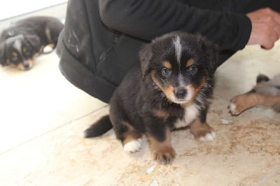 Les chiots de Berger Américain Miniature 