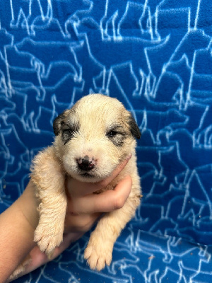 Les chiots de Chien de Montagne des Pyrenees