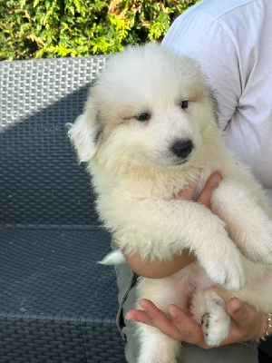 Les chiots de Chien de Montagne des Pyrenees