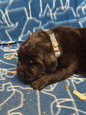 Les chiots de Terre-neuve