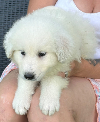 Les chiots de Chien de Montagne des Pyrenees