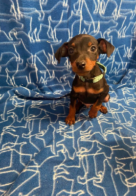 Vénom collier bleu - Pinscher nain