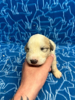 Les chiots de Chien de Montagne des Pyrenees