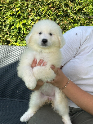 Les chiots de Chien de Montagne des Pyrenees